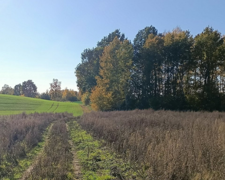 Działka Sprzedaż Marcelin